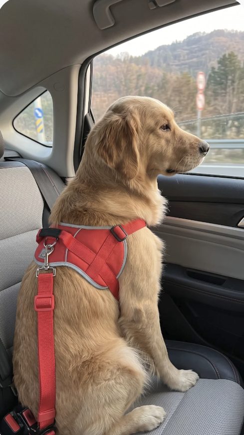 Perro sentado tranquilo mirando por la ventanilla, sujeto con el cinturón